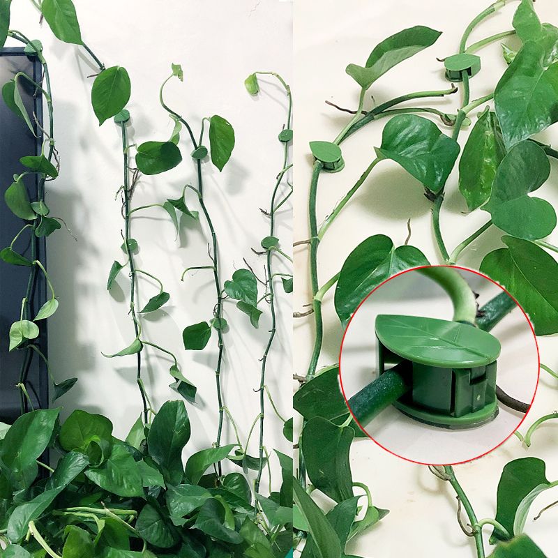 10/30/50Pcs Plant Climbing Wal - Vine Climbing Plastic ulasan dan harga